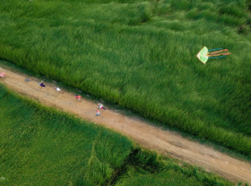 Image: Sedge grass harvest in a 100 year old mat weaving village