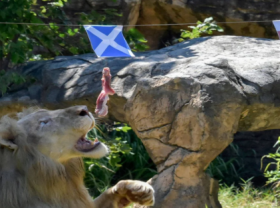 Image: Thai Lion Gets Game for Correctly Predicts EURO 2020 Results Video
