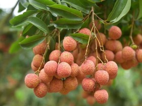 Image: Local companies sell agricultural products via e-commerce channels