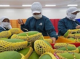 Image: Local firms boost processed mango exports to U.S.