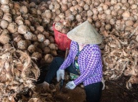 Image: Belgian group wishes to cooperate with Vietnam to produce activated carbon from coir