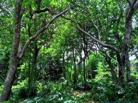 Image: Ru Linh primeval forest – ‘Green lung’ of Quang Tri tourism