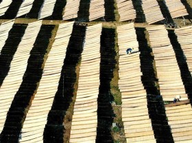 Image: The “fields” of rice vermicelli