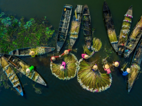 Image: Water lily harvest shot by Vietnamese photographer wins international prize