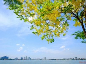Image: Golden shower flowers add brilliant glow to Hanoi streets