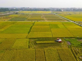 Image: Ripening rice season in the sweltering summer sun