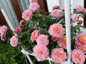 Image: The beautiful rose garden of the young mother