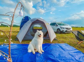 Image: The dog traveled all over the southern beaches