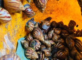 Image: The “favorite” drink from snails attracts Vietnamese diners