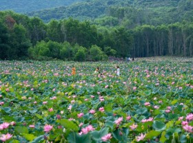 Image: The scent of Quang Nam lotus village