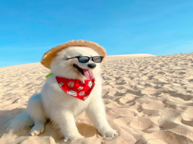 Image: It s a dog s life crazy canine travels across Vietnam s southern beaches
