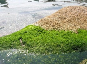 Image: Unique – strange taste of Thanh Son Phu Tho rock moss