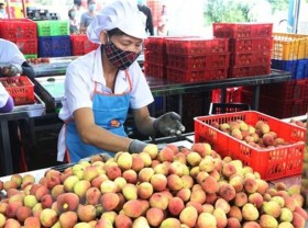 Image: Vietnam shipping 40 tons of lychees to Australia