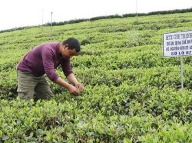 Image: Thai Nguyen tea gets trademark in international markets