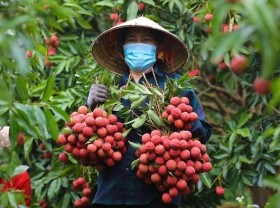 Image: Vietnamese firms urged to file for IP protection in foreign markets