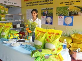 Image: Exports of ST25, ST24 rice surge