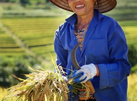 Image: Golden rice fields in full bloom in Hòa Bình Province