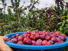Image: Picking blood plums at the foot of Lao Than mountain
