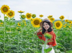 Image: The attraction from the sunflower field in Gio Linh Quang Tri