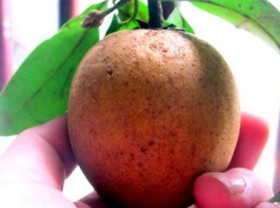 Image: The richness of Xuan Dinh sapodilla