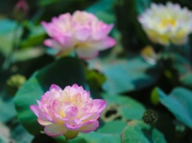 Image: Getting lost in the paradise of nearly 200 varieties of lotus in Hanoi