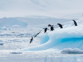Image: The Best Bucket List Travel Expriences In Antarctica