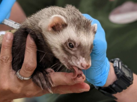 Image: US Animals First Vaccinated Against Covid 19 With Specialized Products For Pets