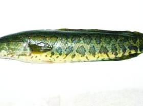 Image: 10 delicious fish species of Vietnam that many people love