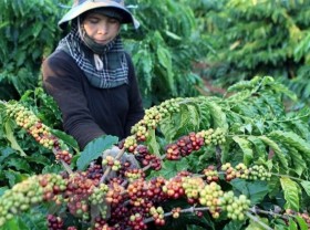 Image: Bloomberg Global Coffee Supply Dealt Fresh Blow by Vietnam s Virus Curbs