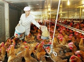 Image: Challenges of the livestock industry