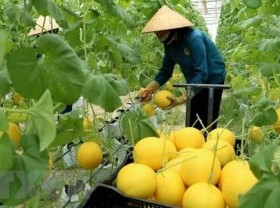 Image: Nine global agritech entrepreneurs supported to scale solutions in Vietnam