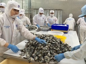 Image: Vietnam strives for over US$4 billion in shrimp exports