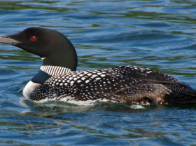 Image: Most Beautiful Birds Appearing In Summer