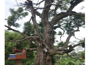Image: List of the oldest trees in Vietnam