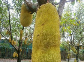 Image: Strange things that can only be found in Vietnam: Coconut shelled with water, meter-long jackfruit, longan fragrant dragon fruit,…