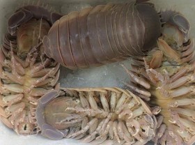 Image: The specialty of the “wading tank” is strange, more expensive than lobster, and difficult for the rich to buy
