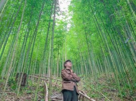 Image: Bamboo forest like in the swordplay movie in Mu Cang Chai