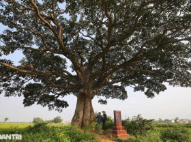 Image: Priceless thousand-year-old giant trees in the North