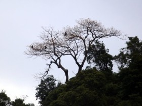 Image: Rare langur population in Quang Nam