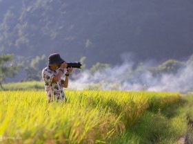 Image: Ripe rice season in the highlands in the impression of tourists