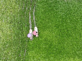 Image: Thanh Hoa farmers in the harvest of tubers caltrops