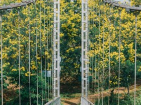 Image: The Golden Flower Town of Dak Nong