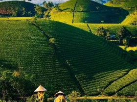 Image: Top 10 Largest Tea Producing Countries in The World