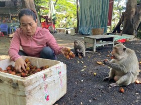 Image: Vung Tau monkeys and a series of animal photos spilled into the streets during the Covid-19 season