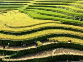 Image: Ha Giang promotes beauty of Hoang Su Phi terraced fields online