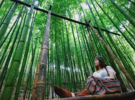 Image: Photo 60 year old Green Bamboo Forest in Mu Cang Chai