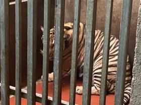 Image: Two locals detained for illegally breeding tigers in Nghe An