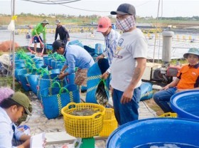 Image: Vietnam becomes Australia’s biggest shrimp supplier