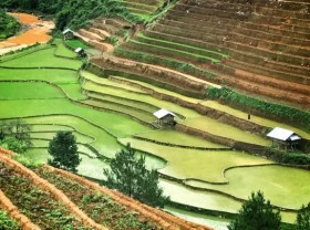 Image: A glimpse of Hà Giang during golden rice season