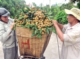 Image: Effectively making use of the potential of Hung Yen longan